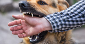 A dog biting the hand of a stranger in a park in Athens.