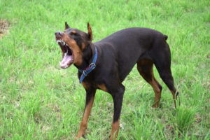 Aggressive Doberman barking at someone.