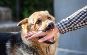 An agressive dog bites a stranger in Georgia.