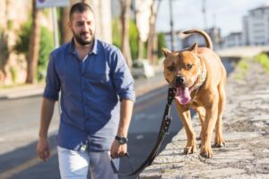 Pitbull on a leash strolling the park.