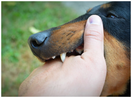 Dog biting hand