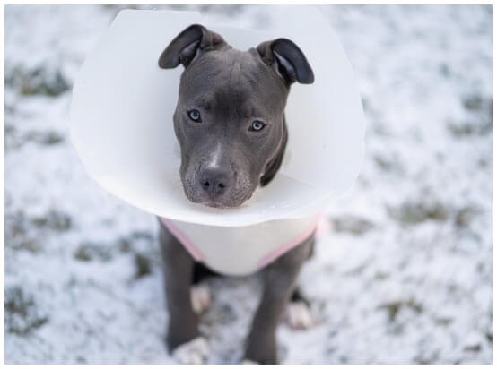 Dog with cone