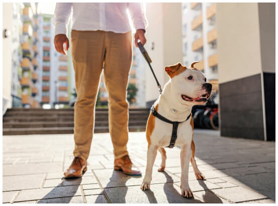 Dog with leash