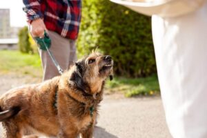 Aggressive dog barking on stranger passing.