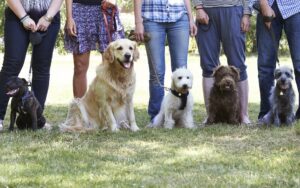 Dogs on a leash with their owners.