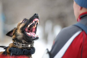 Angry aggressive barking dog bites protects training.