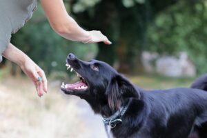 Angry dog attacking pedestrian.