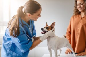 Veterinarian in blue scrubs smiling as she examines a playful Jack Russell Terrier.